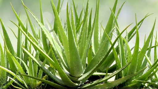 Aloe Vera