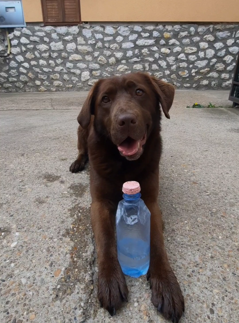 A képen egy barna labrador fekszik a földön, előtte felállítva egy üveg látható.