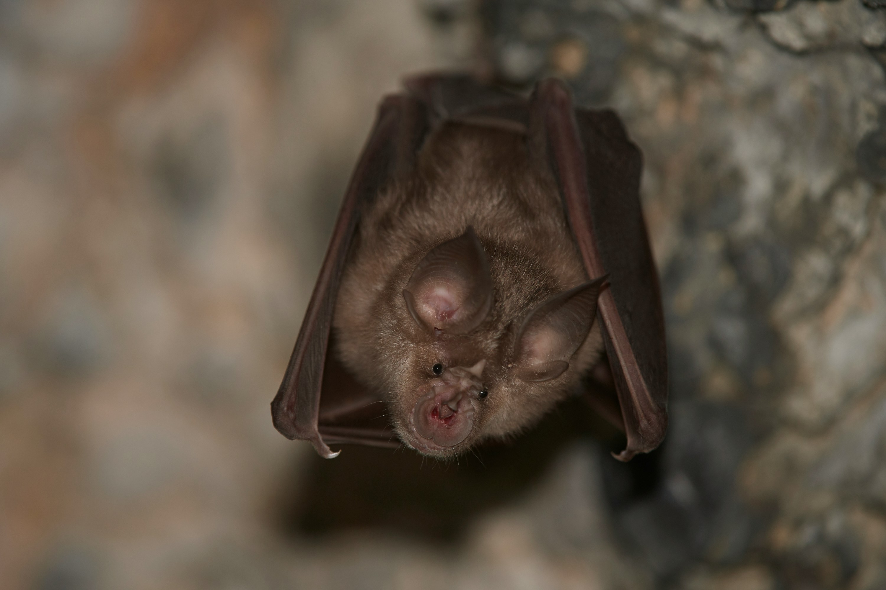 Bat resting in a cave
