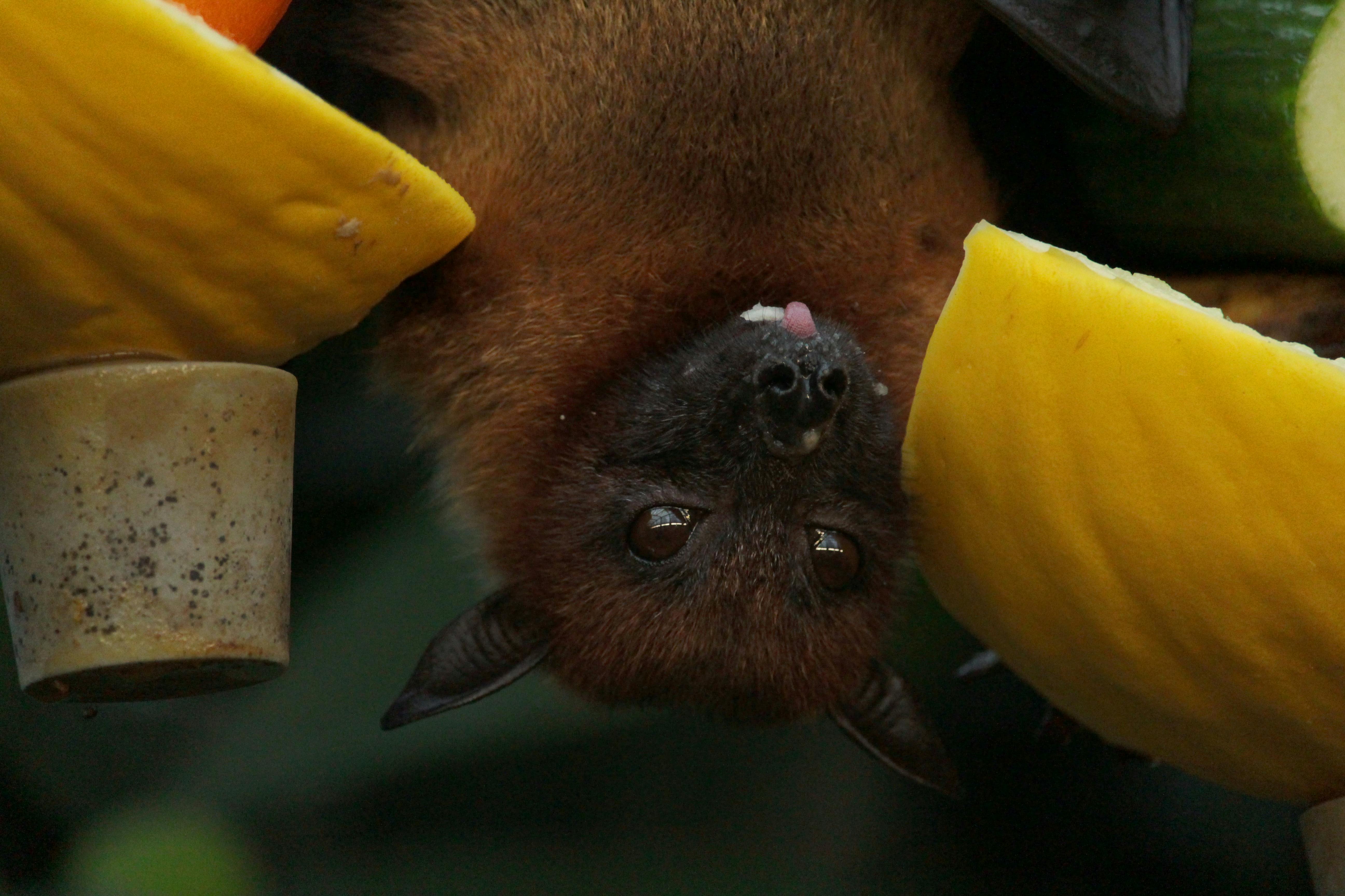 Bat close-up shot next to fruits