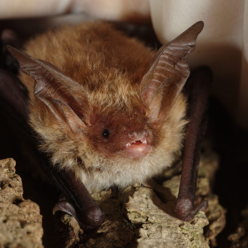 Close-up image of the Bechstein's Bat