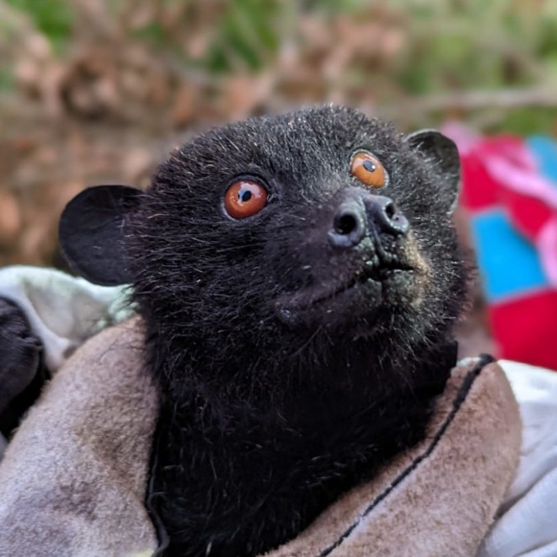 Close-up image of the Livingstone's Flying Fox