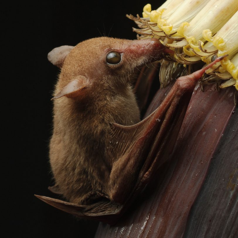 Close-up image of the Dagger-toothed Long-nosed Fruit Bat