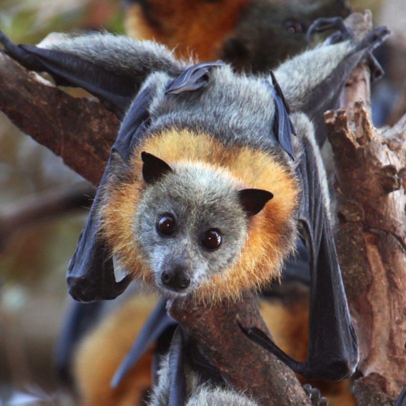Close-up image of the Grey-headed Flying Fox