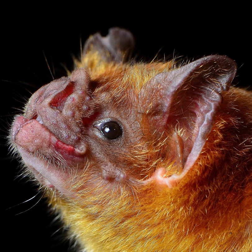 Close-up image of the Common Vampire Bat
