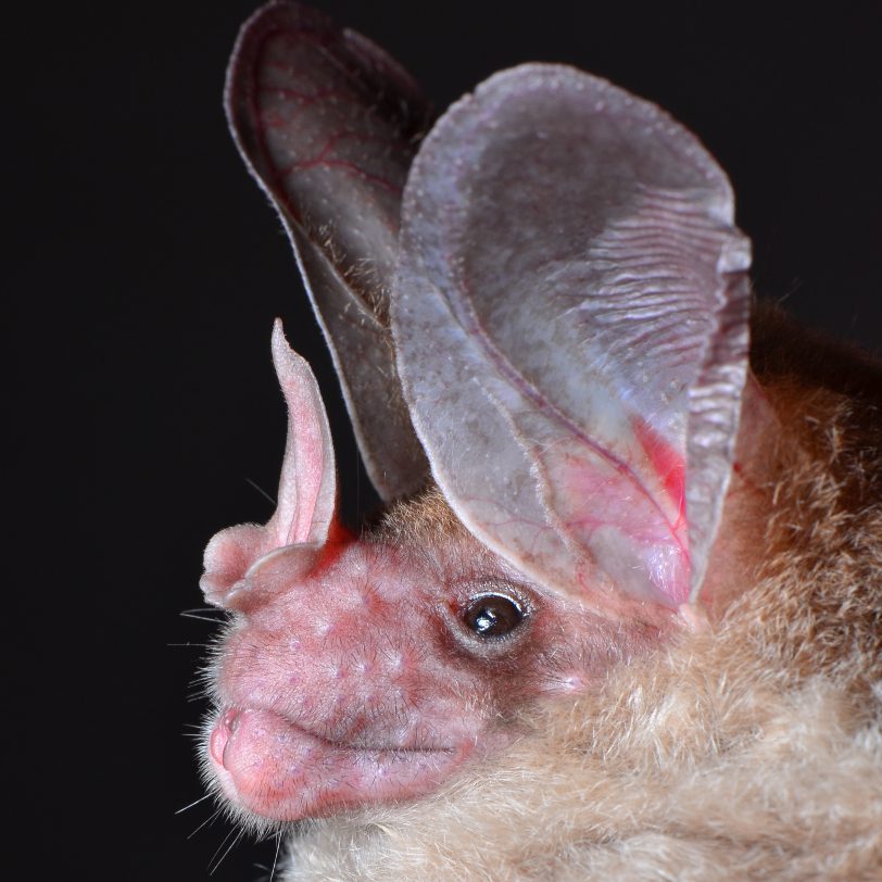 Close-up image of the Big-eared Woolly Bat