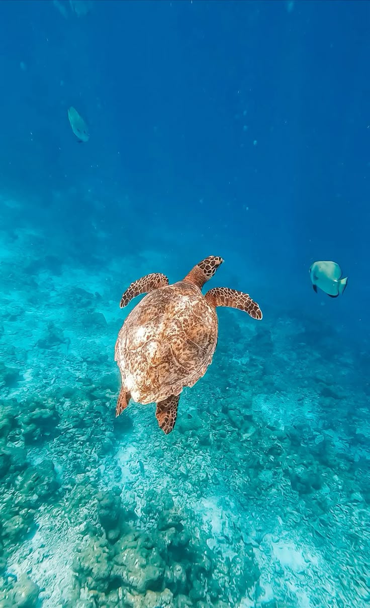 Turtle swimming in turquoise blue water in the Maldives.