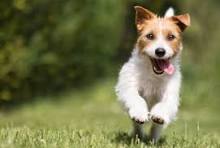 Egy kép egy Jack Russel kutyáról