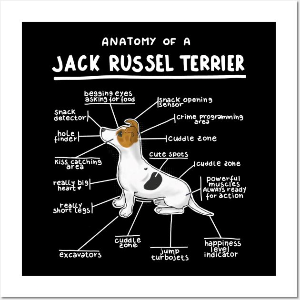 Egy ismertető kép a Jack Russel kutyáról