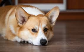 Egy kép egy corgiról