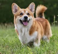 Egy kép egy corgiról