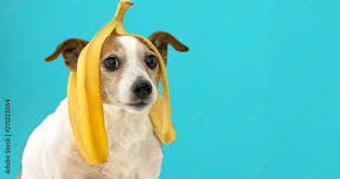 Egy kép egy Jack russel kutyáról