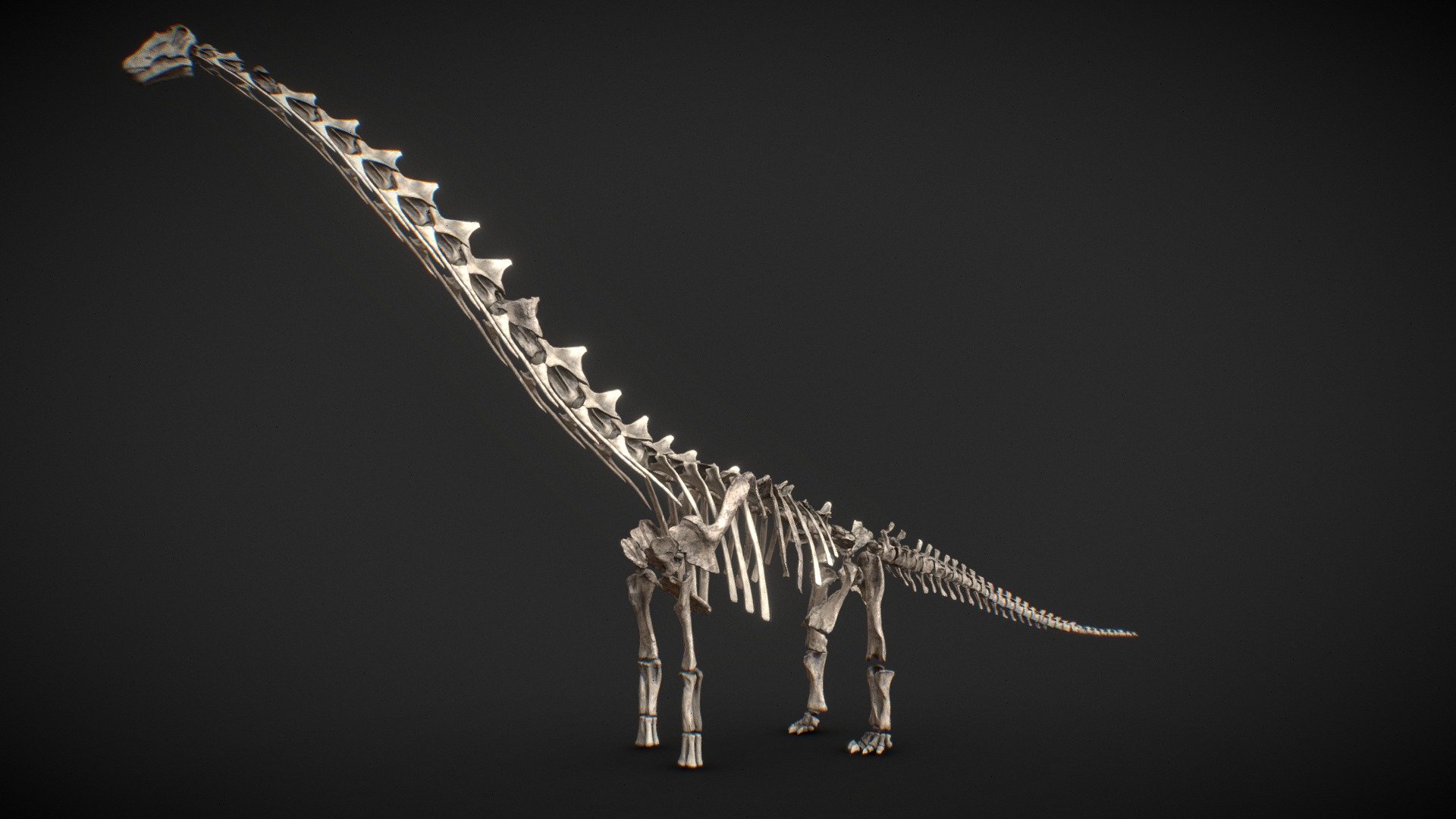 Dreadnoughtus csontváz