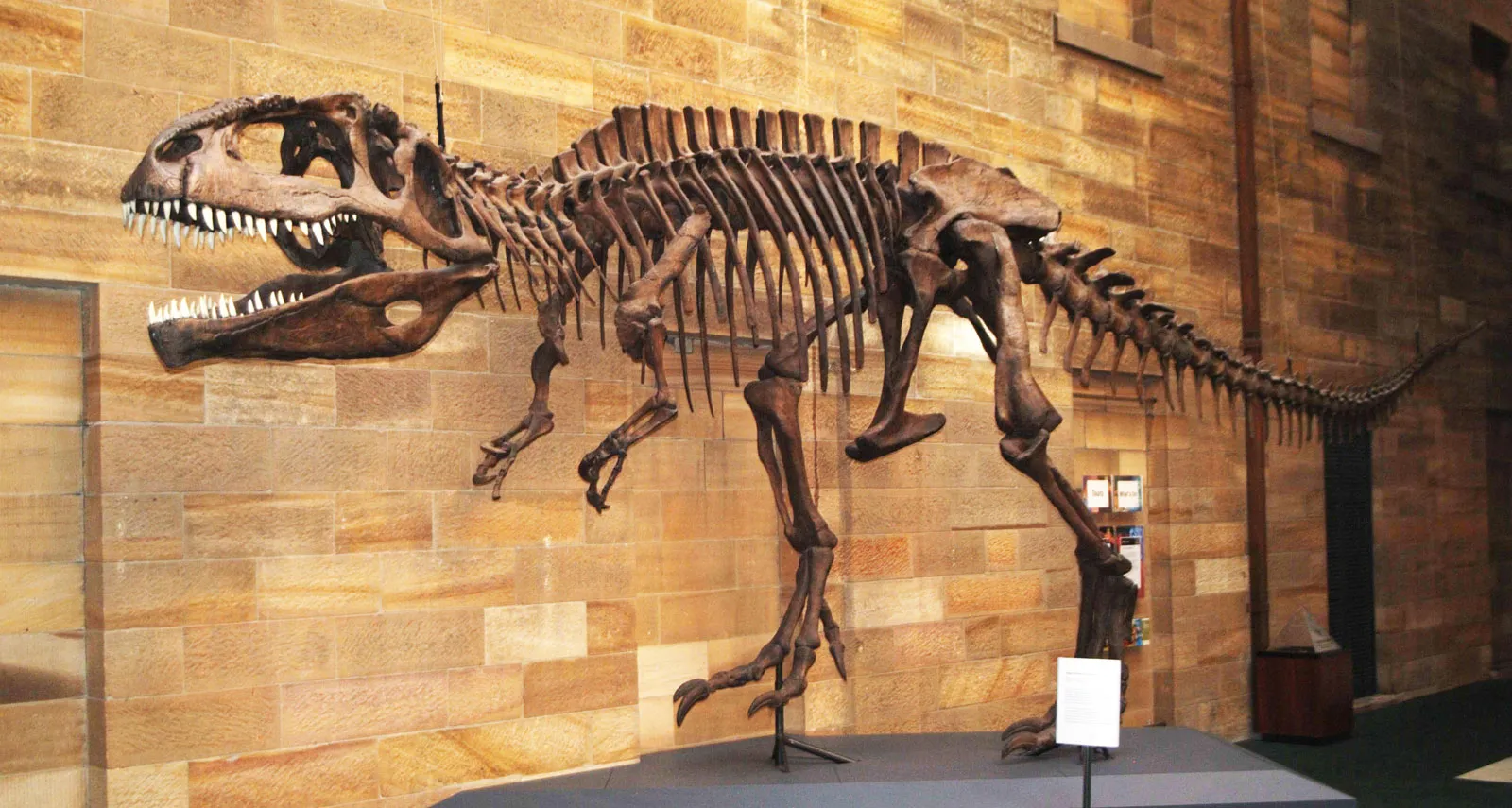 Giganotosaurus csontváz