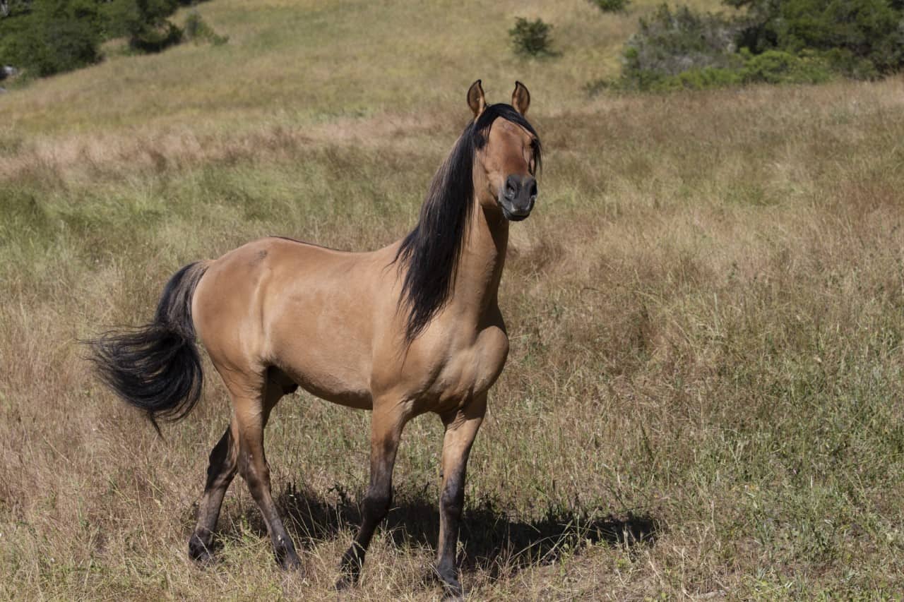 A Kiger stallion standing in a yellowed grassfield. The horse is facing the camera.