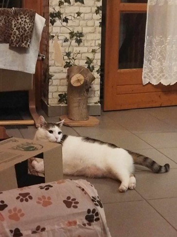 Ezen a képen a csülök pozíció látható.
