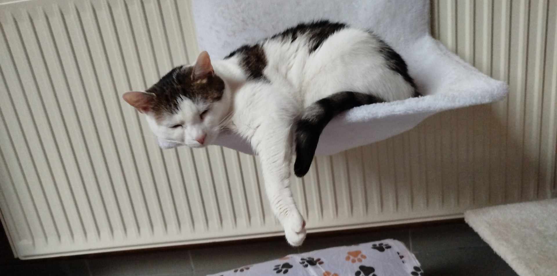 János a függőágyán fekszik.