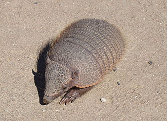 Armadilló elölről