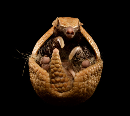 Armadilló összegömbölyödve