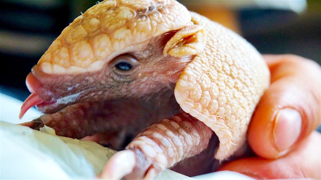Bébi armadilló