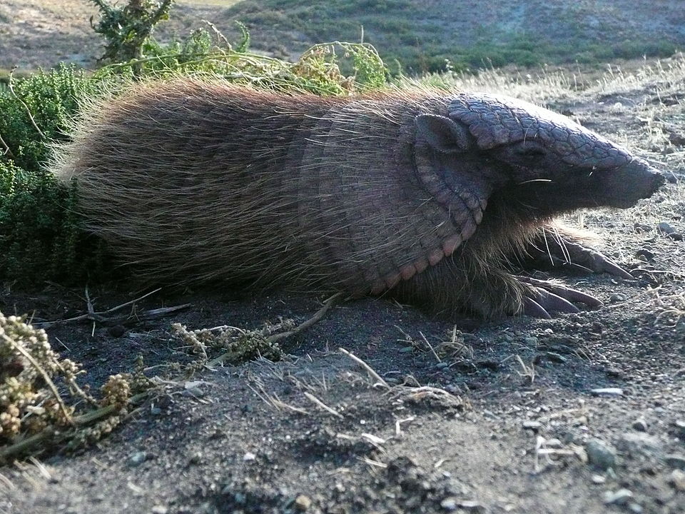 Gyapjas armadilló a vadonban