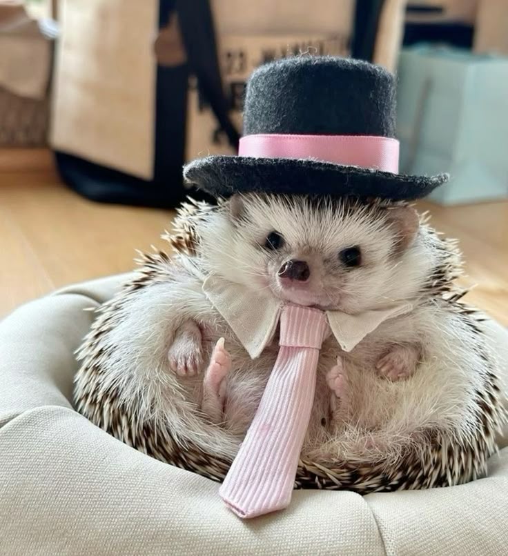 funny hedgehog