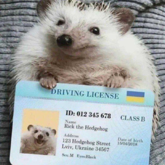 cute hedgehog
