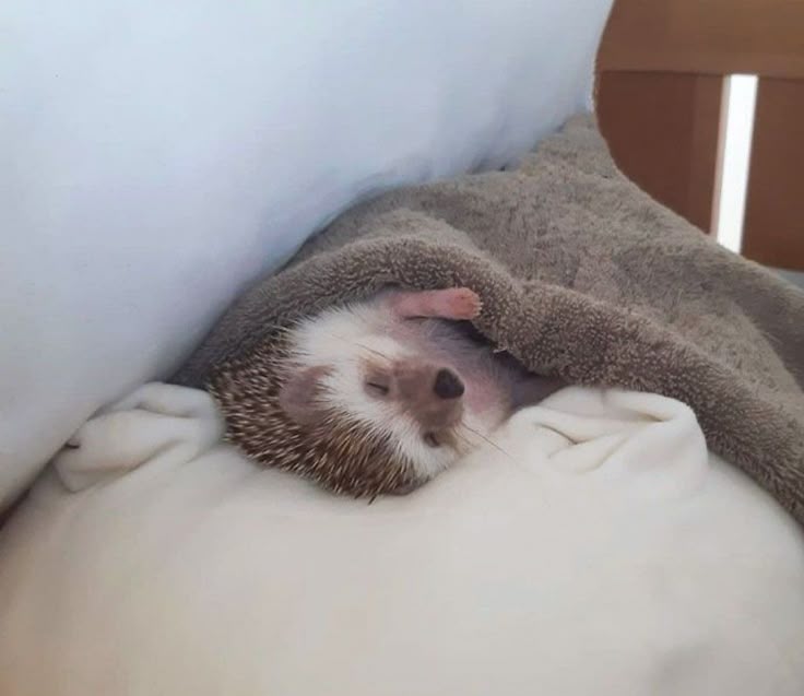 cute hedgehog
