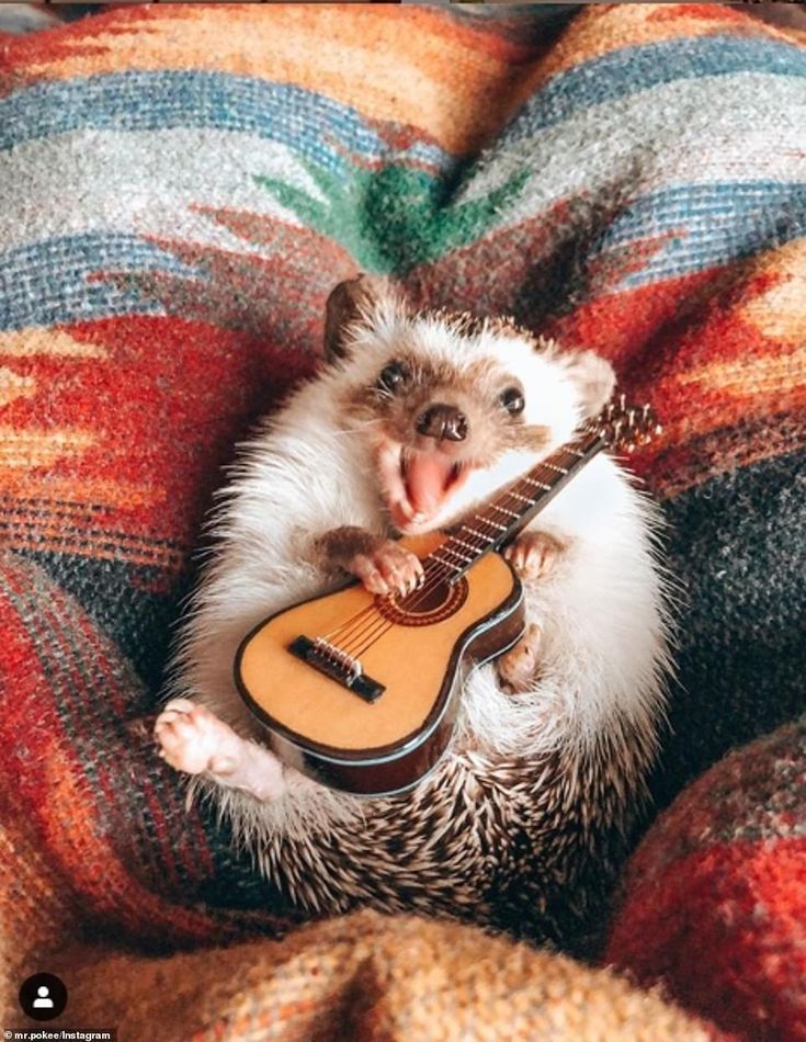 cute hedgehog