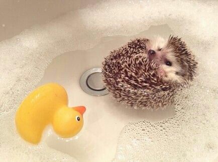 cute hedgehog
