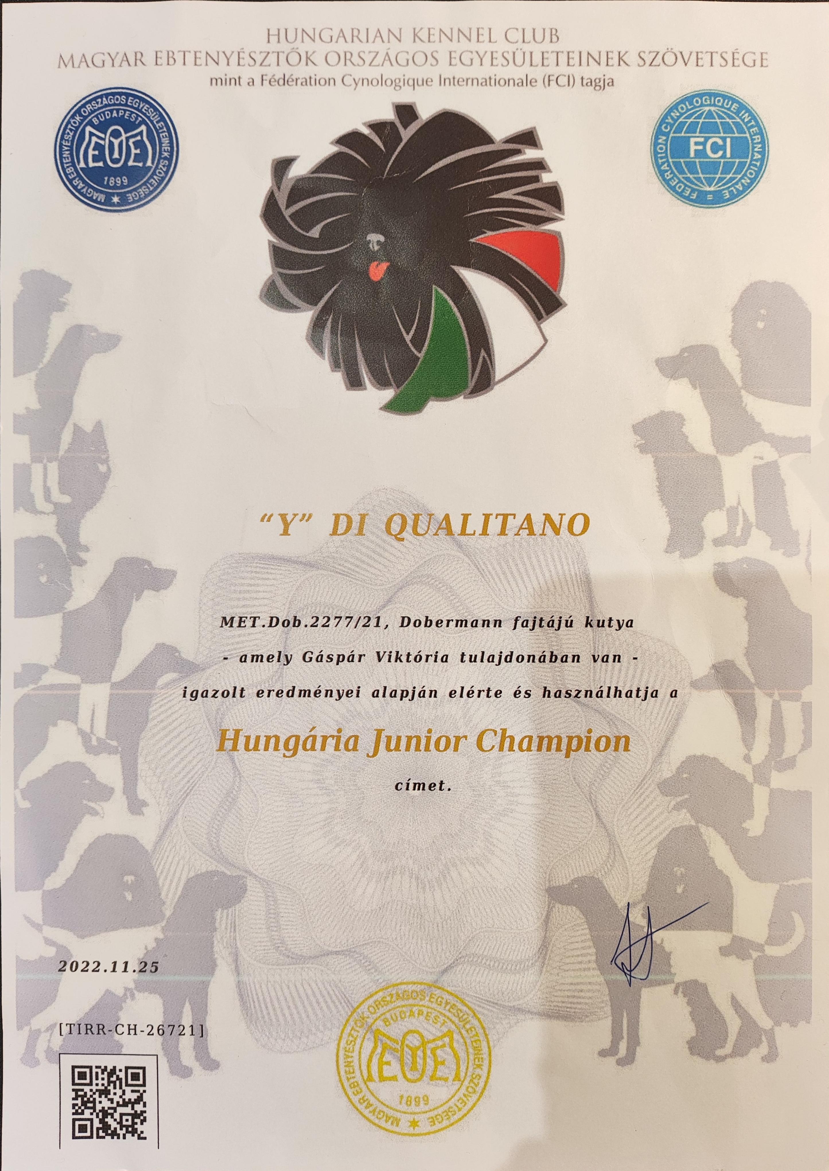 Loni - Y DI QUALITANO - Oklevel Hungaria Junior Champion cimert
