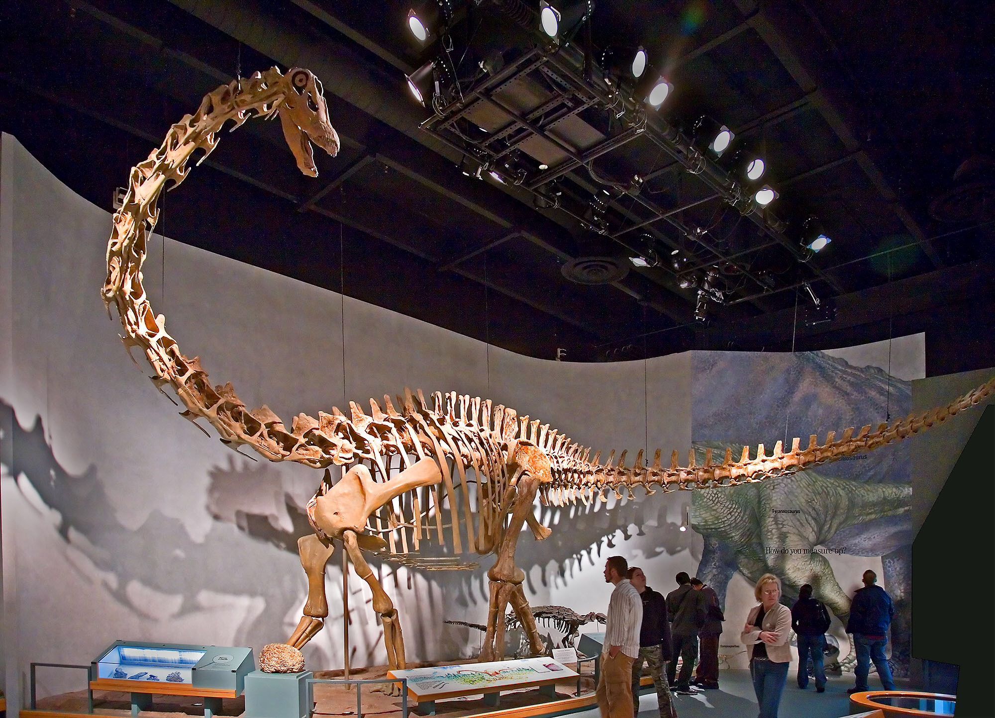 diplodocus