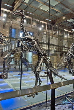 Iguanodonok a belga szénbányából
