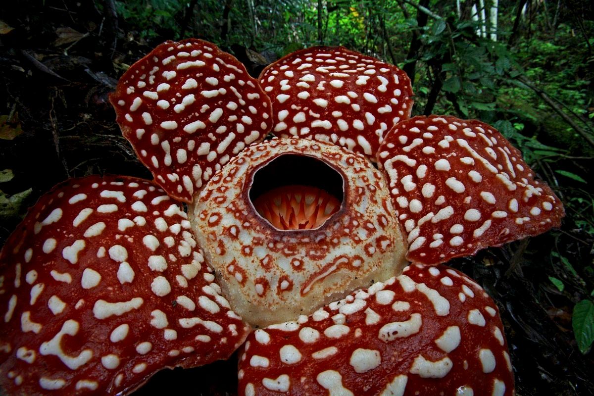 Rafflesia arnoldii