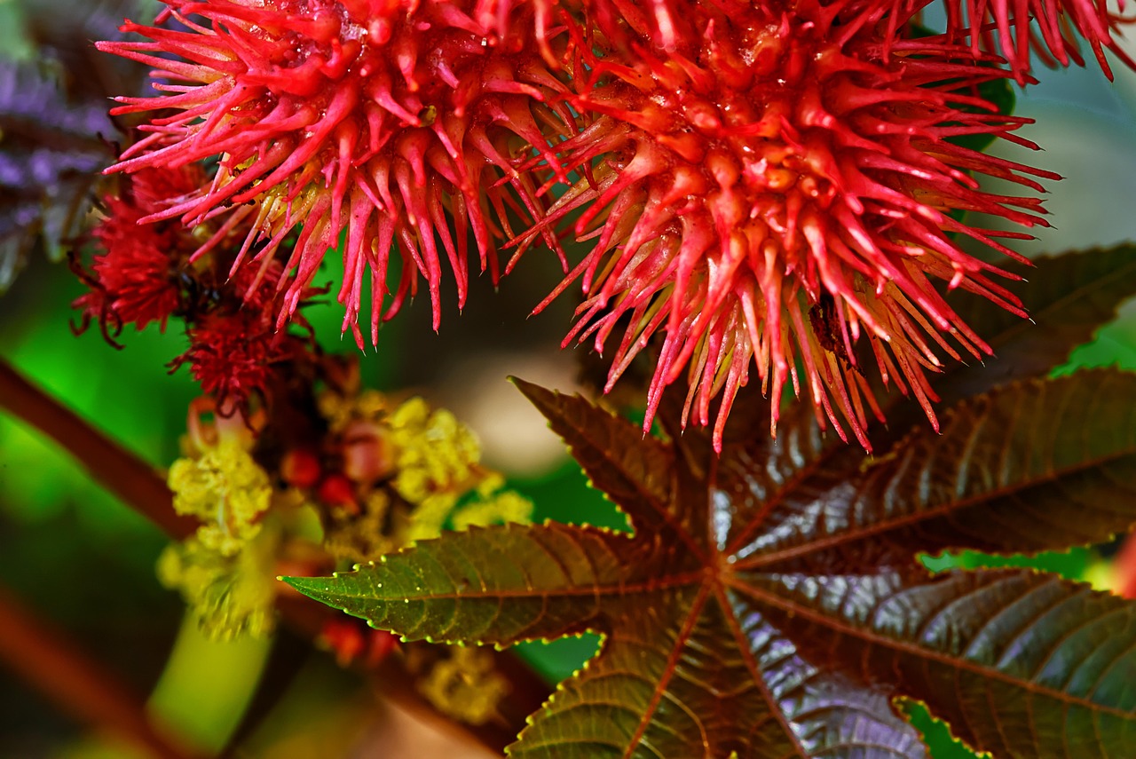 Ricinus növény