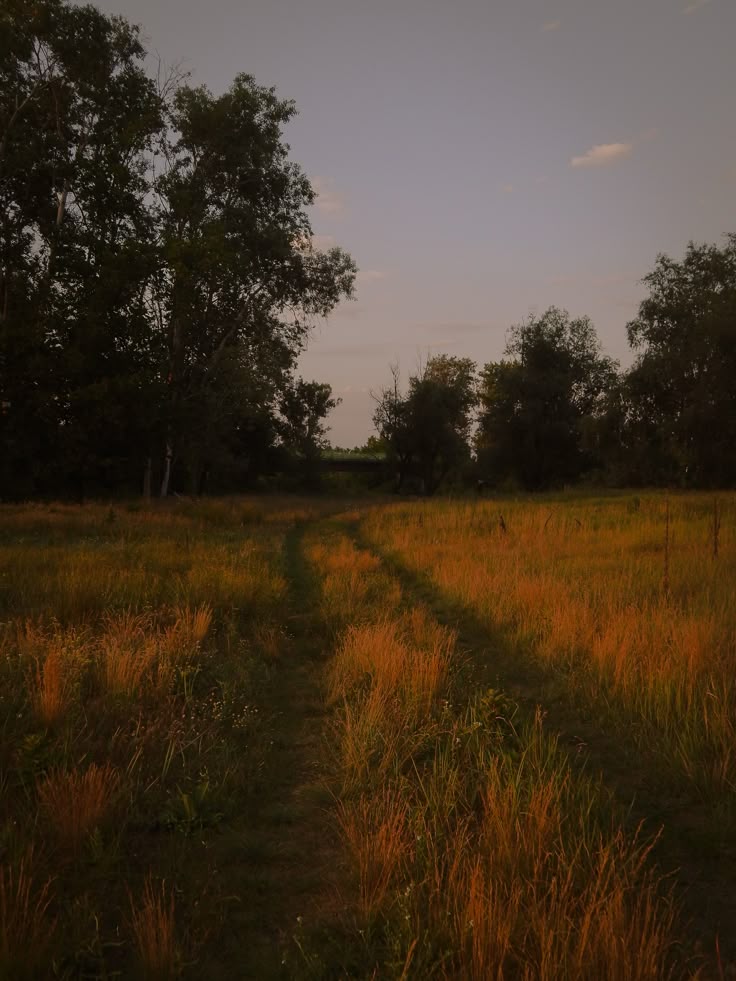 Fűvel benőtt földút egy aranysárga réten, a lemenő nap meleg fényében, háttérben sötétedő fákkal és nyugodt esti égbolttal.