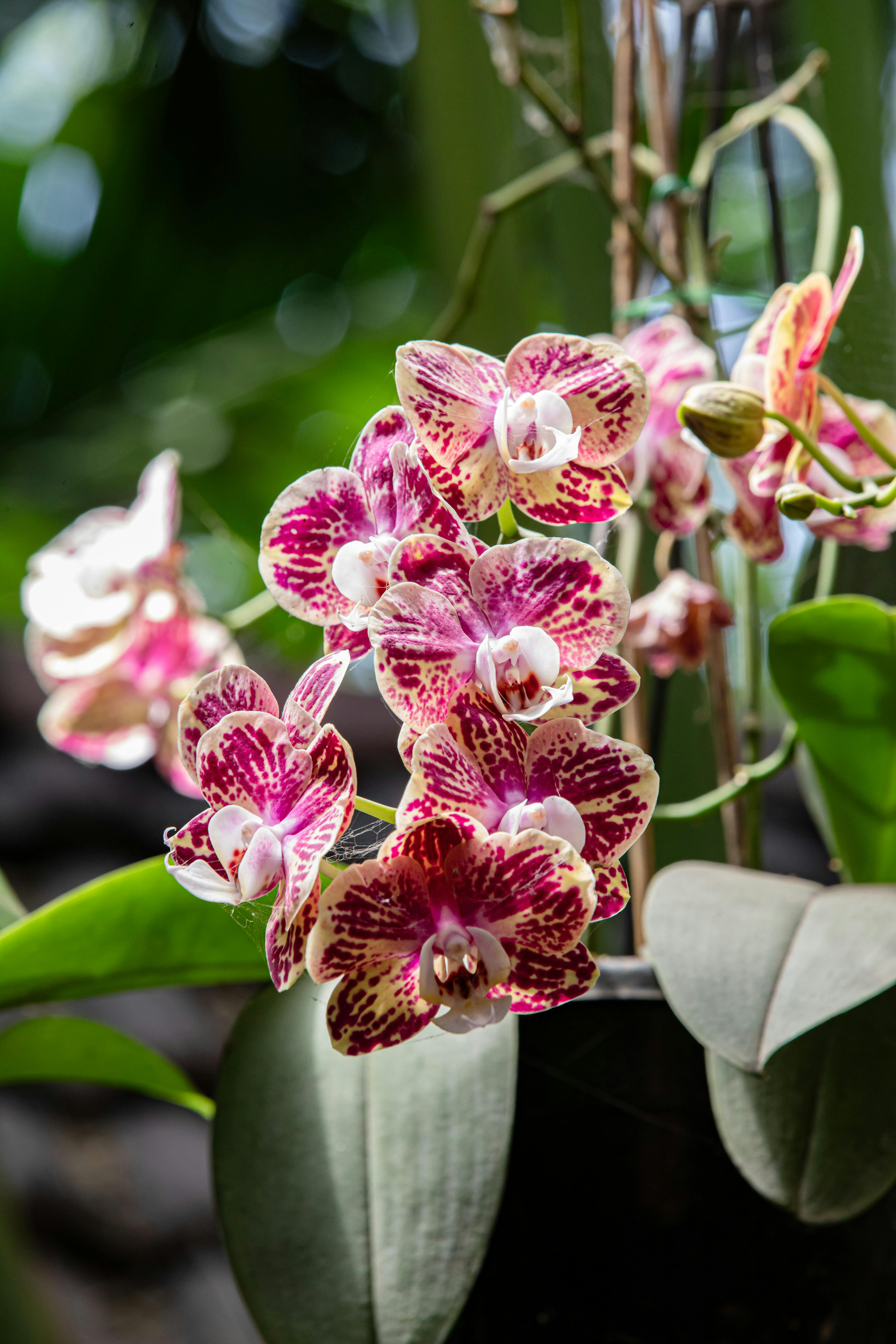 Kép egy orchidea