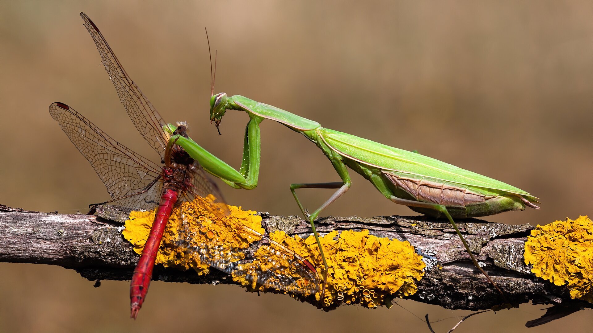 Egy imádkozó sáska megfogott egy szitakötőt.