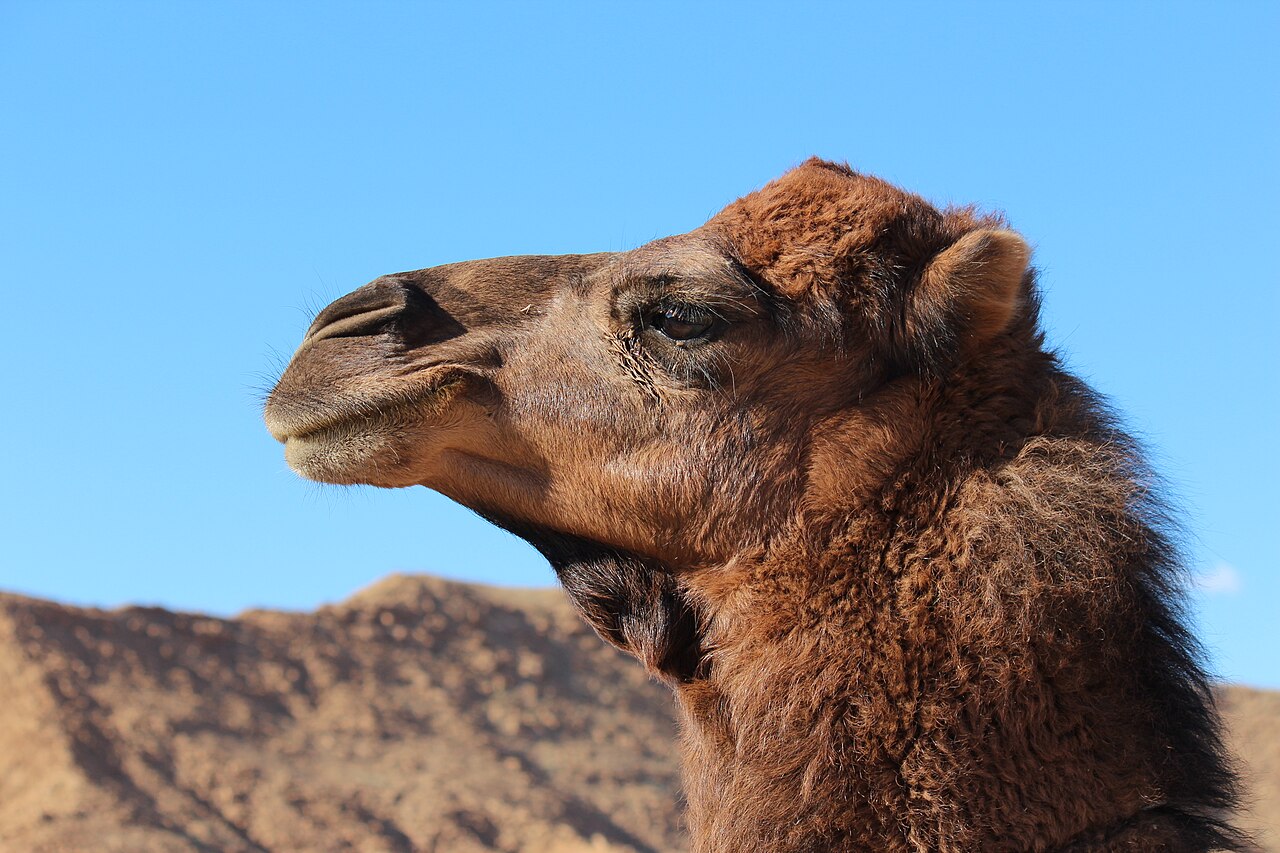 Dromedary 2