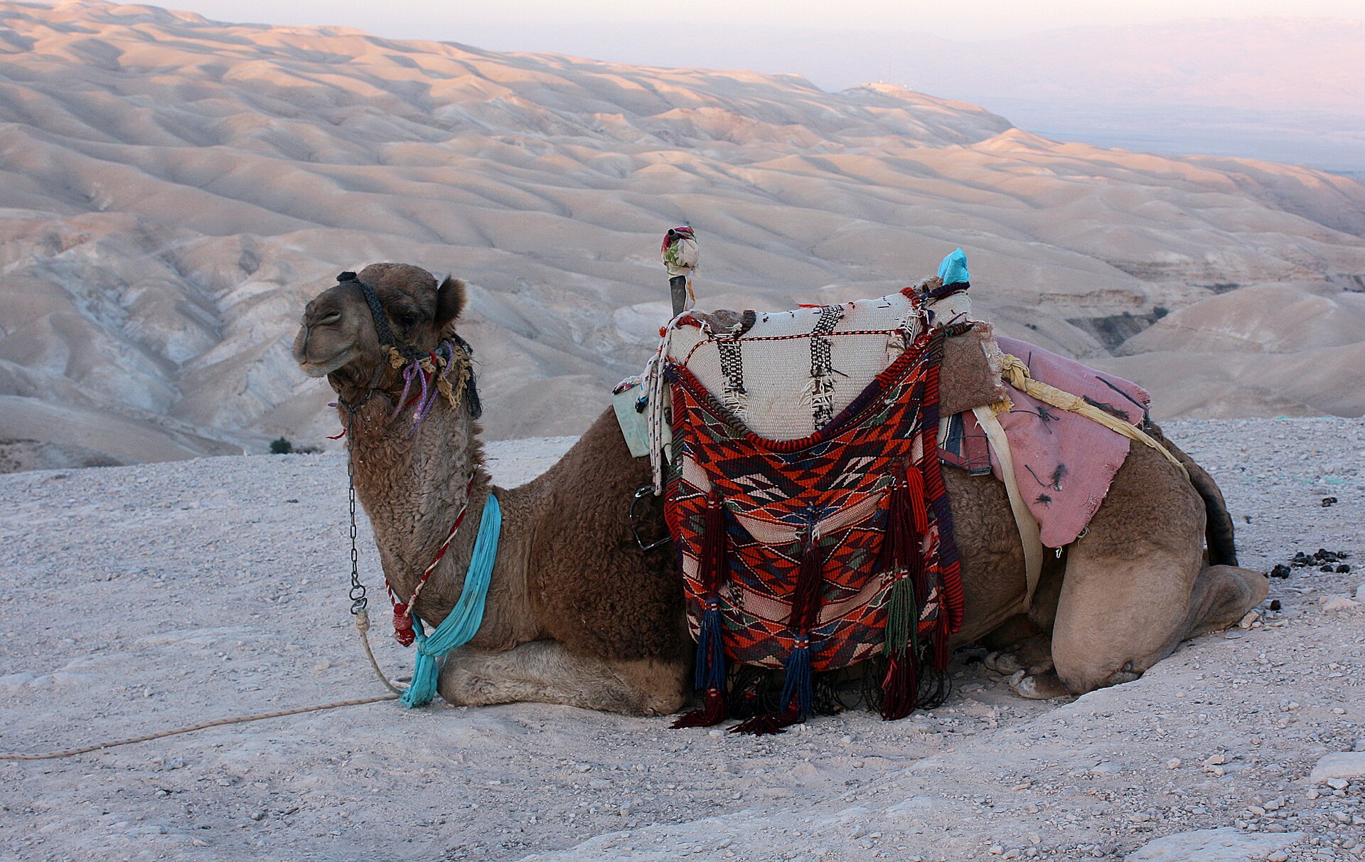 Dromedary 3