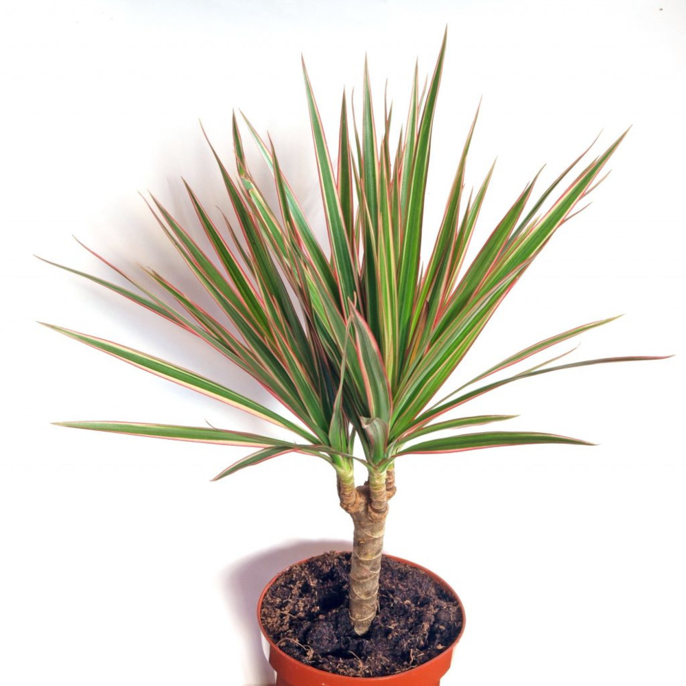 Green Dracaena