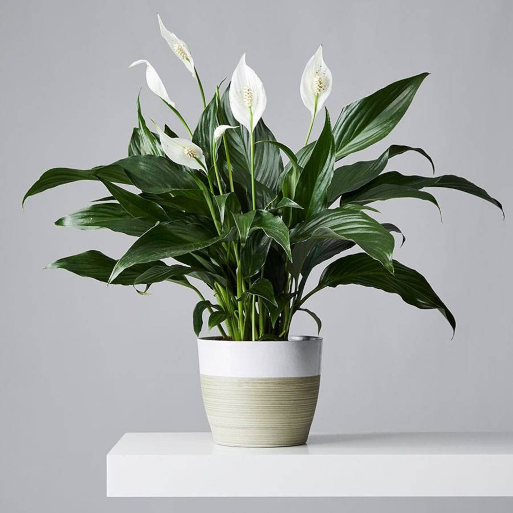 Panda plant