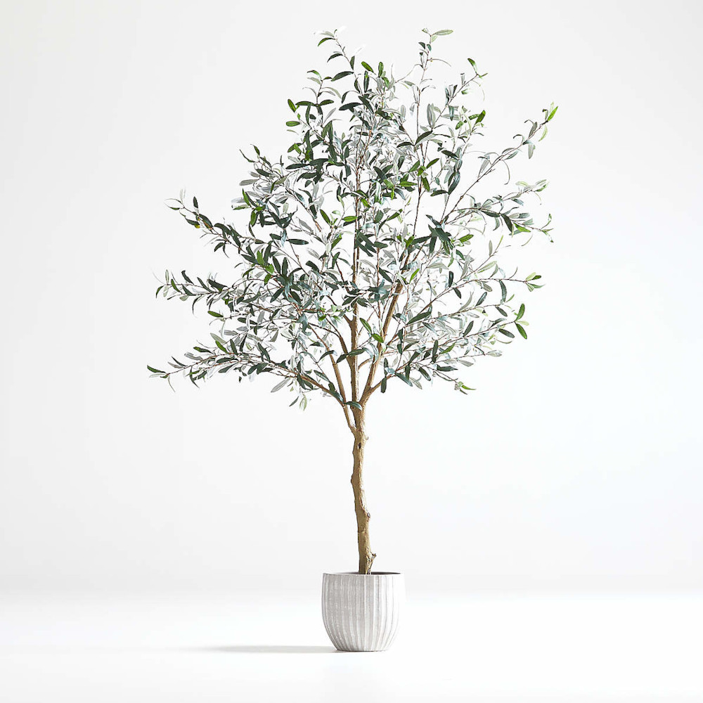 Small indoors olive tree