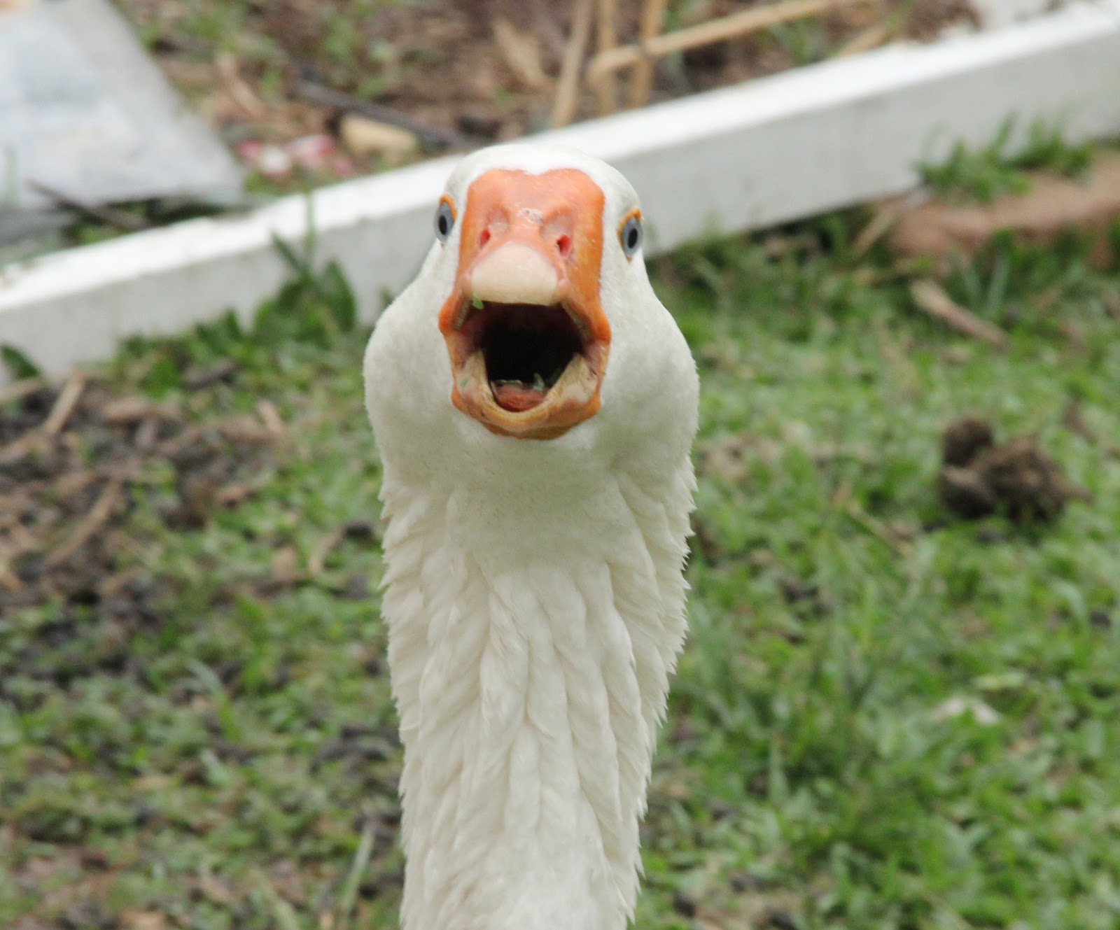 Buta liba
